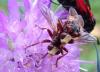 Sicus ferrugineus